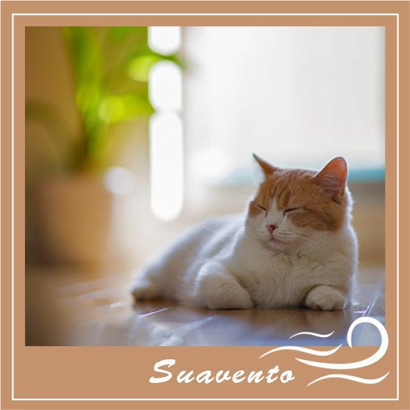 Suavento: um gato a descansar numa sala luminosa e acolhedora
